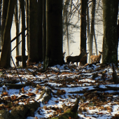 mladíci v bučine