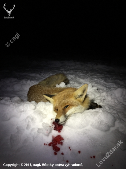 Naletela na turbomyskovacku