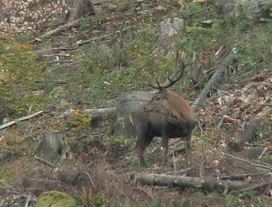ruja