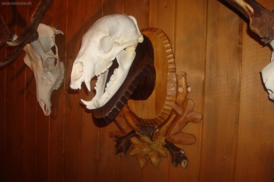 medved kanada