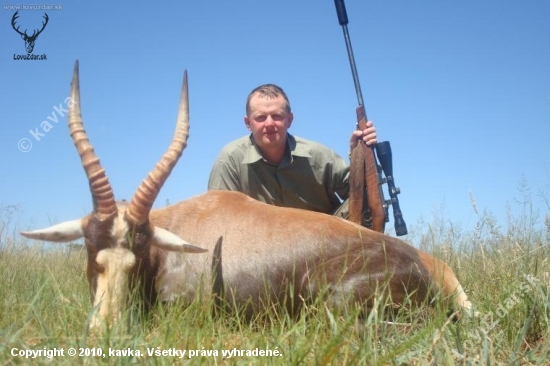 afrika 2010-blesbok
