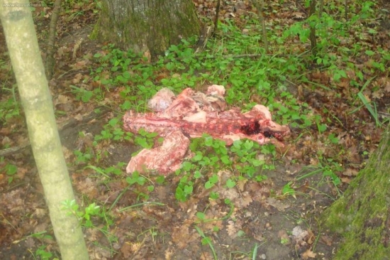 niekto si vykostil daniela