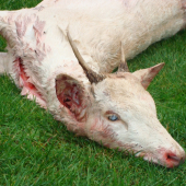 kamaratov ,, albin´´