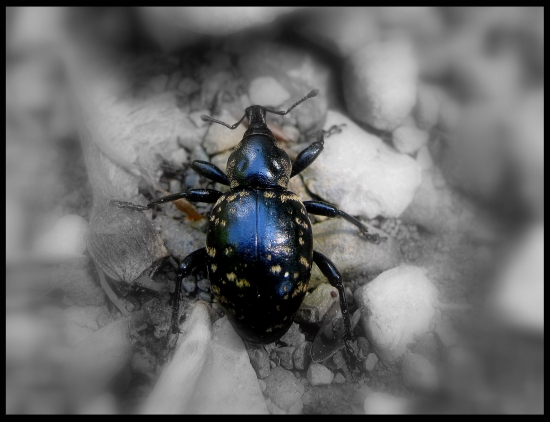 Chrobáčik...nepoznám...