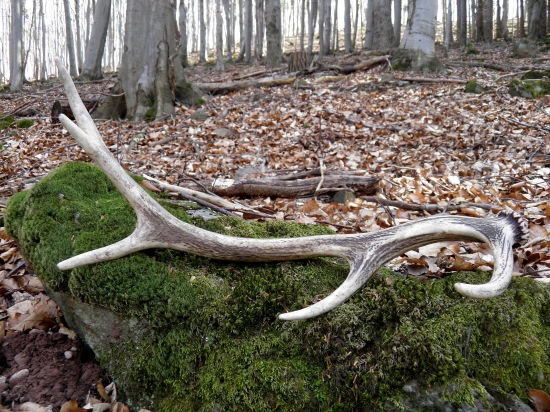 Keď som vytiahla von kamošky...