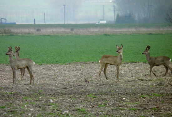 štvorka