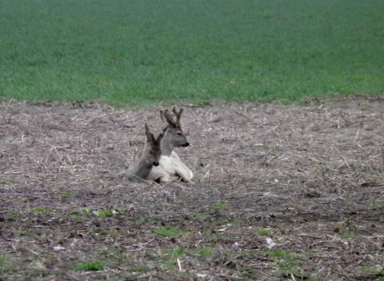 siesta