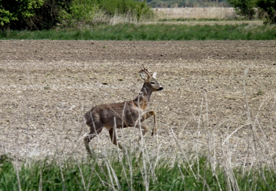 srnec hopká