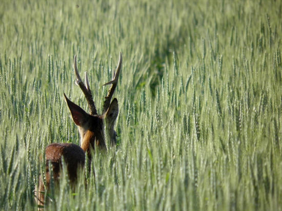 Potichúčky za ním  (asi na 2 metre)