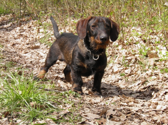 Čím viac spoznávam ľudí,tým viac mám radšej psov...