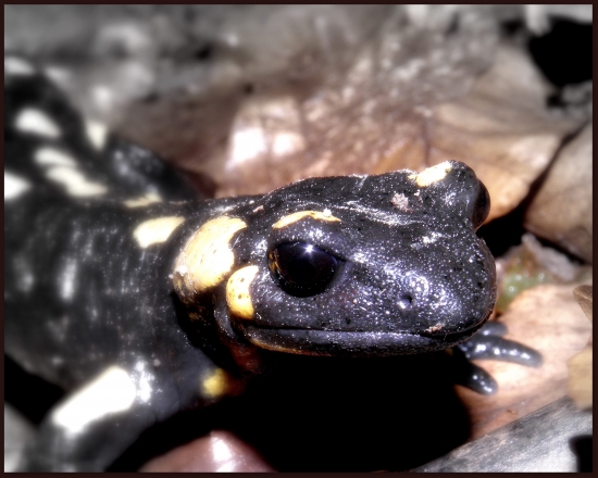 Salama_ndra škvrnitá  :-)