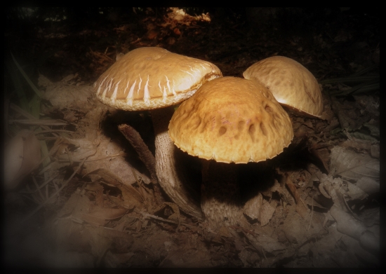 Ďalší,pre mňa krásny pohľad...