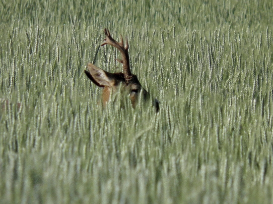 Niečo z archívu...