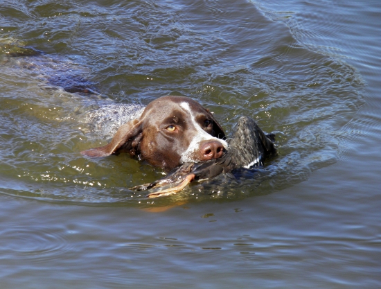 JSS a JSMP v Hrani I