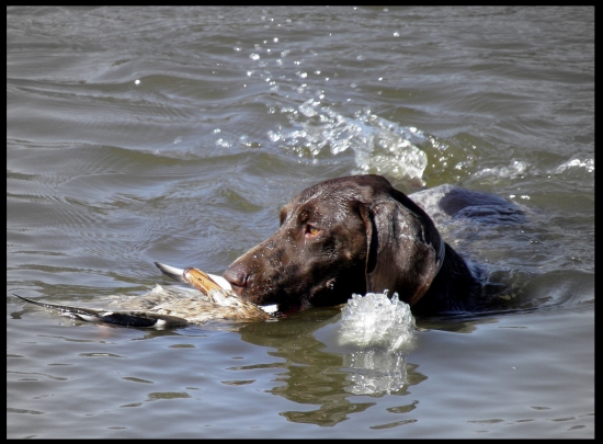 JSS a JSMP v Hrani IV