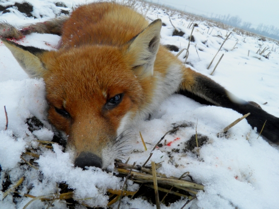 Líška (25.12.2011 - 11:14h)