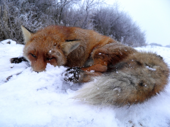 Lišiak  (26.12. - 7:36h)
