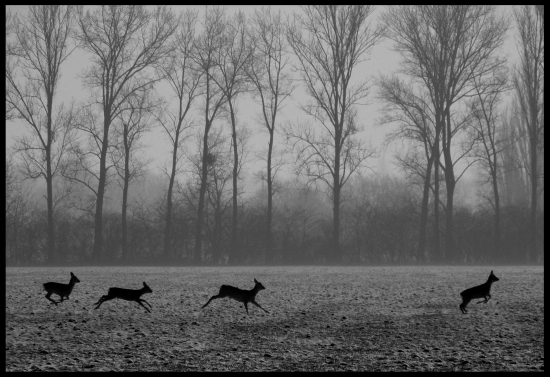 v obľúbenej farbe...