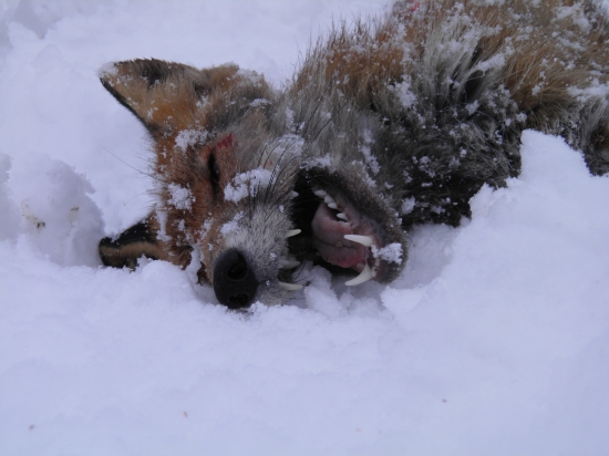 detail ulovenej líšky