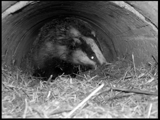 Oplatilo sa vopchať do kanálu...po stopách jazveca