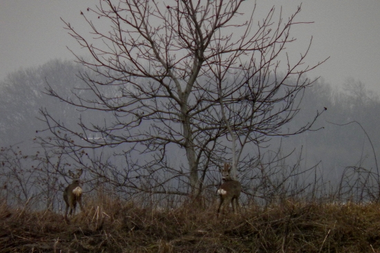 pekne naaranžované