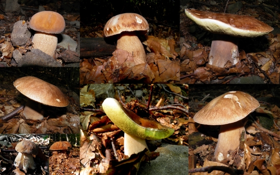 Dnes ráno.....105 kusov