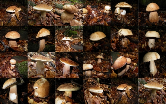 Moja ďalšia zbierka dubákov