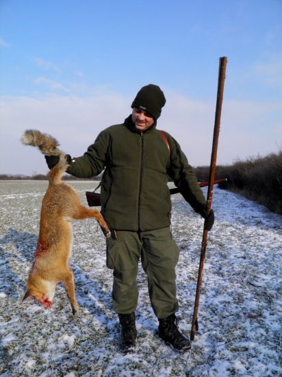 Vulpes vulpes