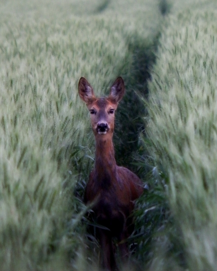 Tou cestou...necestou...