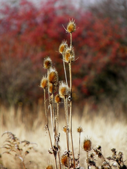 Jesenná z prechádzky