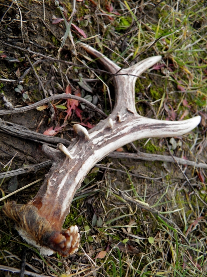 Príroda neberie, ale vždy dáva...potešil VEĽMI!