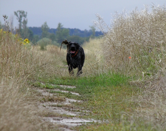 Pes VS. vták...      :-)
