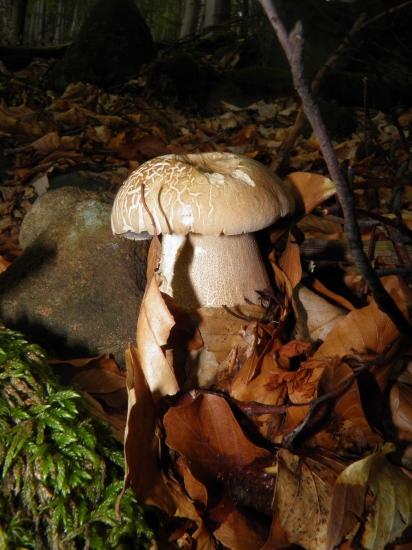 Dubáčik - chudáčik kapustnicový :-)