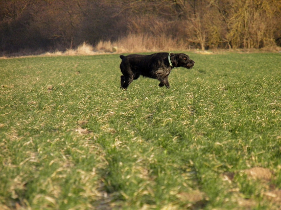 Boh stvoril človeka a keď spoznal aký je slabý, dal mu psa...