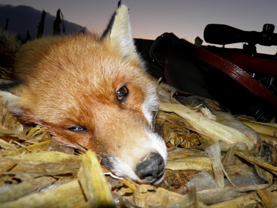 Prvá v tomto roku...  :-)