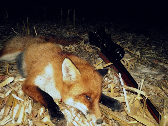 2/1015   Lišiačik...nie až tak prefíkaný :-)