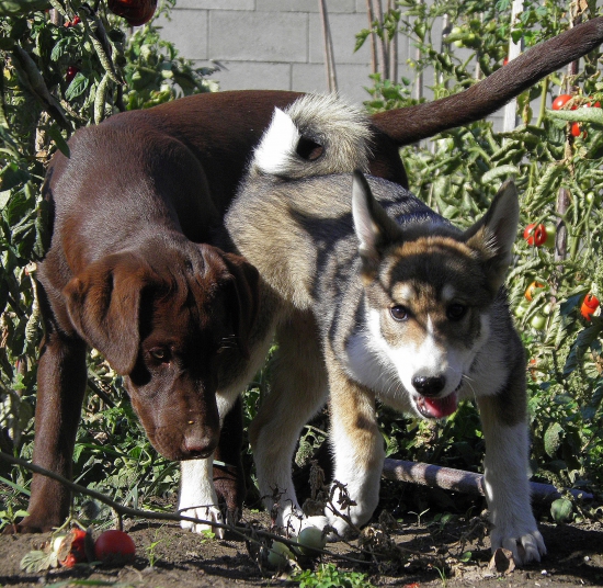 Čo už...keď im  tie paradajky tak chutia.