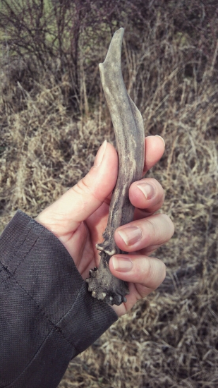 Soľ pre zver, odmena pre mňa...