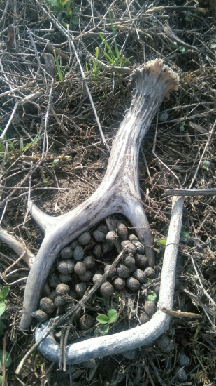 Druhý zo včerajška, tesne po náleze podkovy.