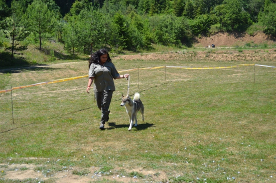 Sielnica 2017.V1,CAC, BOB. Najkrajšia sučka.