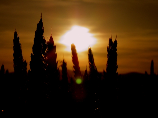 západ slnka zo pšenice