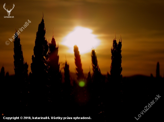 západ slnka zo pšenice