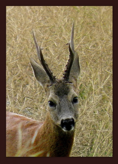 srnec..môj obľúbený...