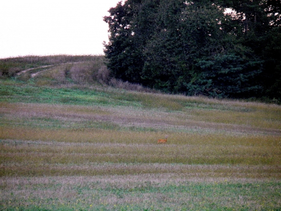 zátišie