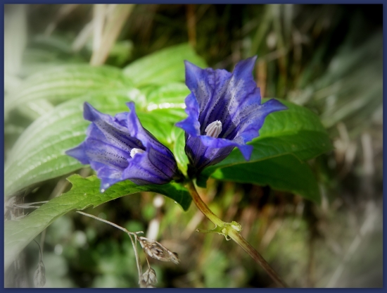 kvetinka  vždy poteší