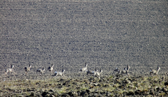Dnes na prechádzke s Evkou
