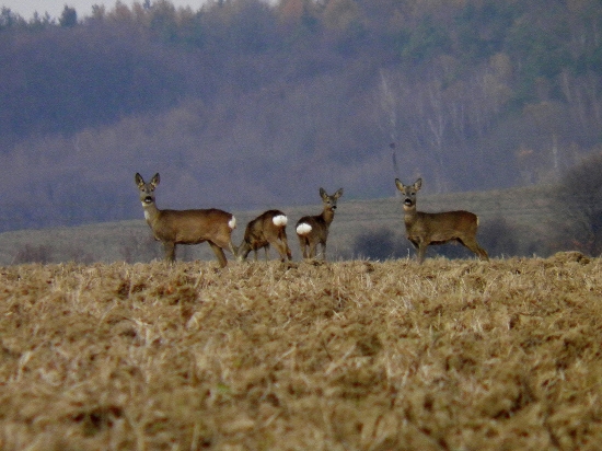 srnčia