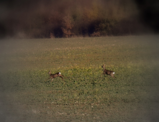 hop-hop