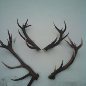 Dnešny ulovok ako bratia...