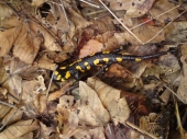 salamandra